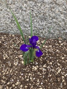 菖蒲